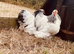 Columbian Pekin girl