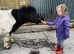 Registered Shetland Gelding perfect kids pony