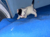 I got two kittens boys