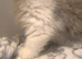 Persian cross Ragdoll