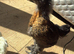 Bantam mix chicks for sale