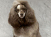 3 Toy Poodle Puppies