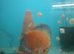 Homebred young Discus.