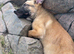 German sheperd x Belgian malinois