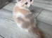 Scottish fold kittens