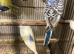 Young Budgies