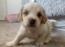 Tytuł;Adorable Hybrid Puppies – Cockapoo( maltipoo)