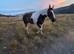 16hh irish sports horse