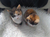 2 female kittens