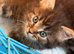 Beautiful fluffy Ragcoon kittens
