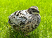 Japanese quail (coturnix) at pol