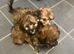 Papipoo puppies