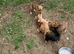 Chihuahuajack puppies for sale