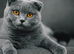 ENTIRE Blue Male Scottish Fold
