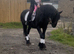 For sale Athena beautiful frisian mare