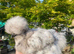Silkie growers