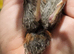 2 Male button quail FREE