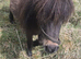 SPSBS 30 inch approx Minature Shetland filly