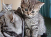 Bsh X Scotish straight kittens. Microchipped.
