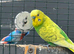Budgies