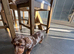 Miniature dachshund puppies