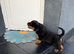 Chunky head Rottweiler Puppies