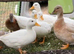 This years call ducks available and looking for a new pond