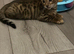 Bengal kittens