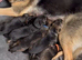 German Sheperd Puppy/ 13 month old Female