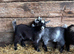 Pygmy Goat Nannies