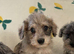 Schnoodle puppies for sale