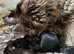 F1b cockapoos READY NOW