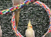 Lovely healthy cockatiels available