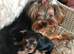  Adorable 9-Week-Old Male Yorkshire Terrier Puppy Looking for His Forever Home