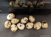 Larger Size Quails English Whites in Pure Creamy White colour Females x 3 birds for &pound;15 lay large eggs daily as a group