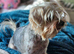 Yorkshire terrier biewer puppies