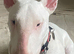 Absolutely Gorgeous in every way 11 months old English Bull Terrier with Kennel Club 5 generation certificate, loads of champions, his dad was a champ