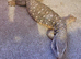 Savannah monitor (female)