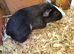 Guinea Pigs