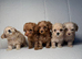 Adorable F1BB teddy bear cockapoos