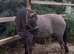 Beautiful blue dun mare