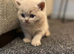 British shorthair kittens.
