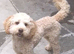 3 female poodles