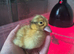 Day old Appleyard ducklings
