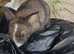 All Adorable bunnys found new homes