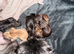 Lovely cheeky Shih Tzu pups