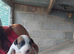 Puppies for sale
