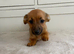 Jack Russell puppies