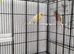A Stunning Pair Of Canaries With Cage