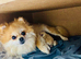 Jast one girl available' Beautiful Pomeranian Puppies for Sale